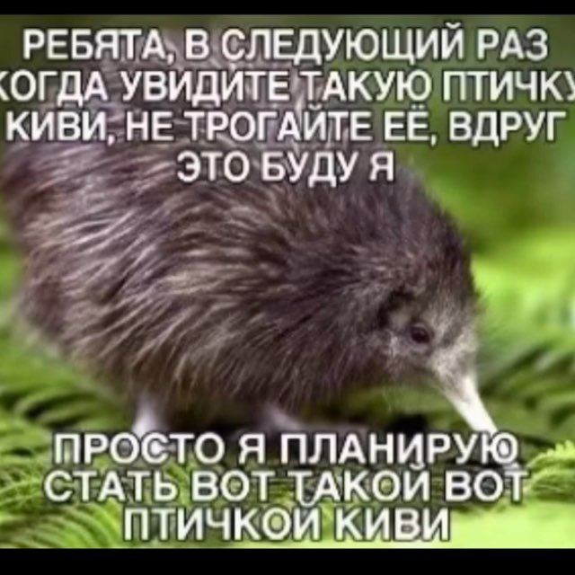 This kiwi is fucked up bruh